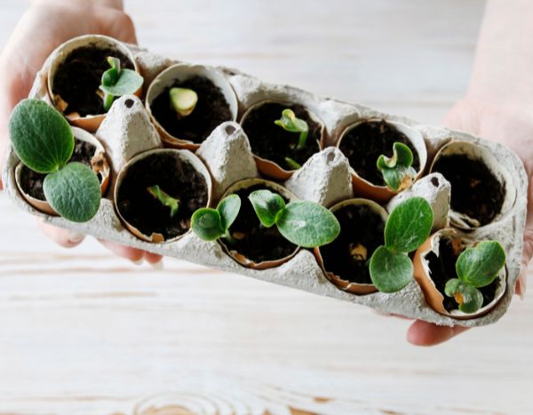 How to sow seeds in eggshells?