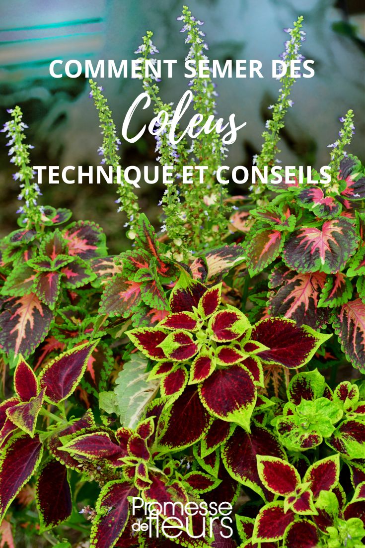 How to Sow Coleus