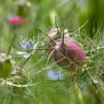 How to sow Nigella seeds?
