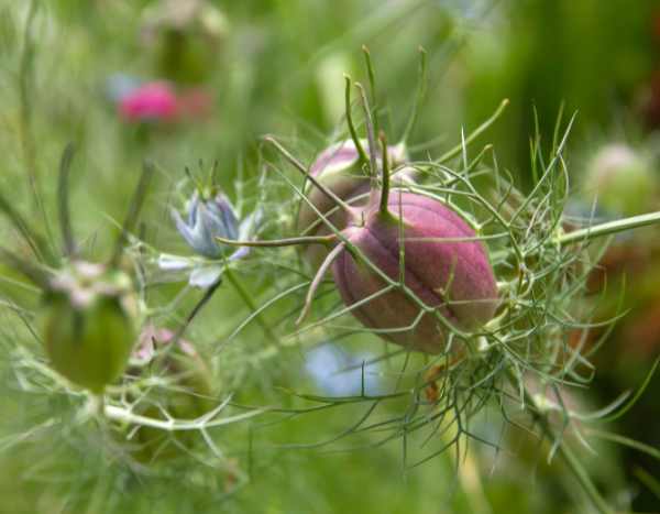 How to sow Nigella seeds?