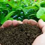 Hot composting: simple and quick