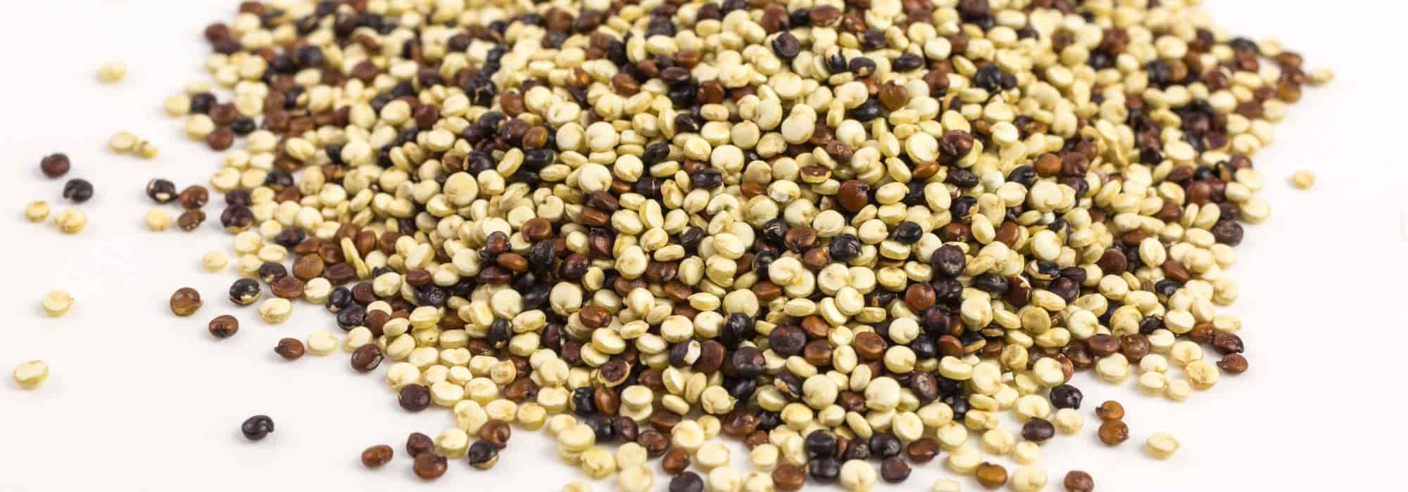 Growing quinoa in your vegetable garden