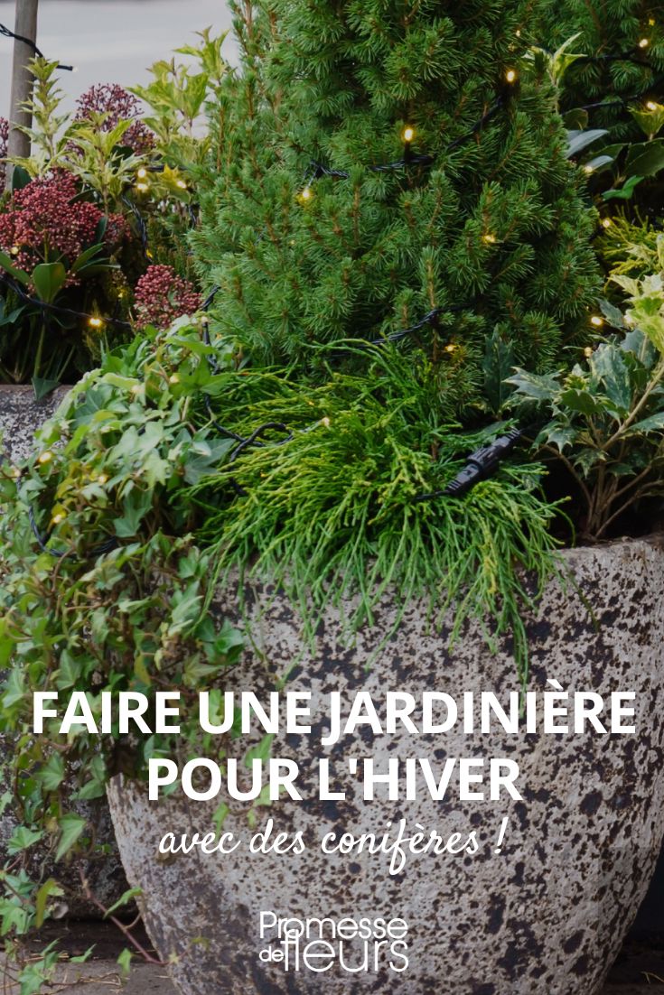 create a winter planter with conifers