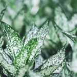 Where do variegated leaved plants come from?
