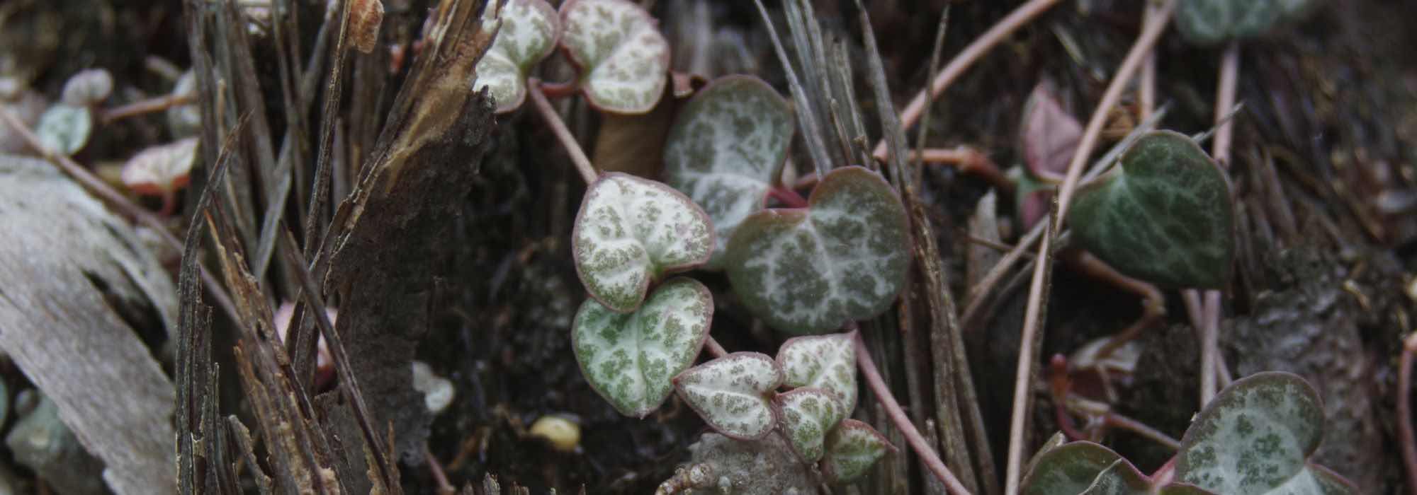 Heart-shaped plants: our Valentine’s Day collection