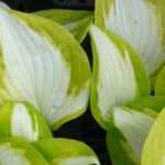 9 slug-resistant Hostas