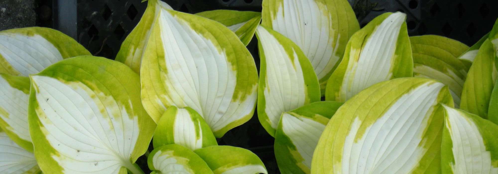 9 slug-resistant Hostas