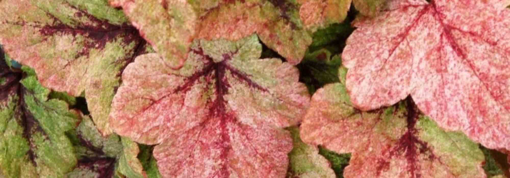 Evergreen groundcovers with decorative foliage