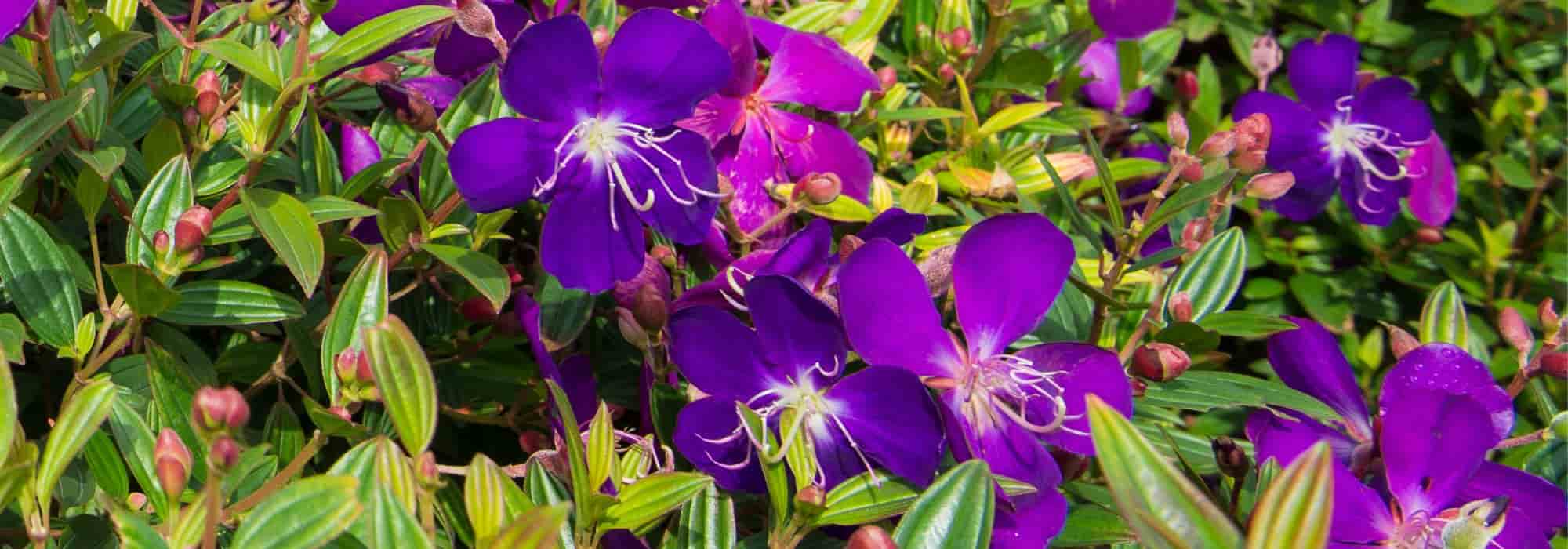 Growing Tibouchina in pots