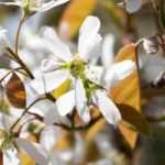 Choosing a serviceberry