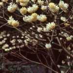 6 shrubs for late winter flowering