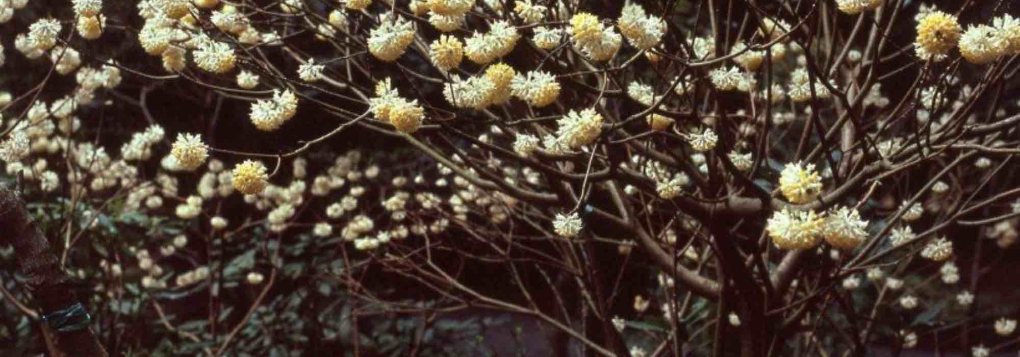 6 shrubs for late winter flowering