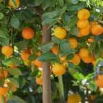 How to grow calamondin?