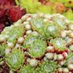 How to create a beautiful display of succulents?