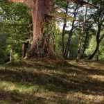 Perennials that withstand root competition