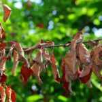 Diseases and pests of serviceberry