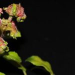 Diseases and pests of Fuchsias