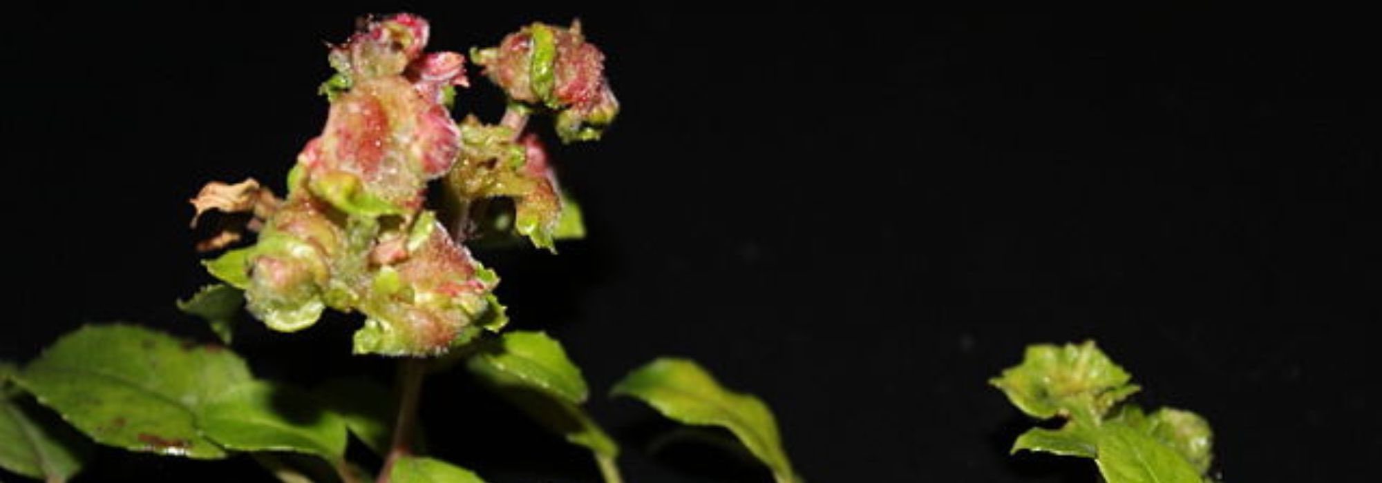 Diseases and pests of Fuchsias