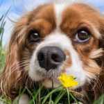 Lawn and Dog Urine: How to Maintain a Beautiful Lawn?