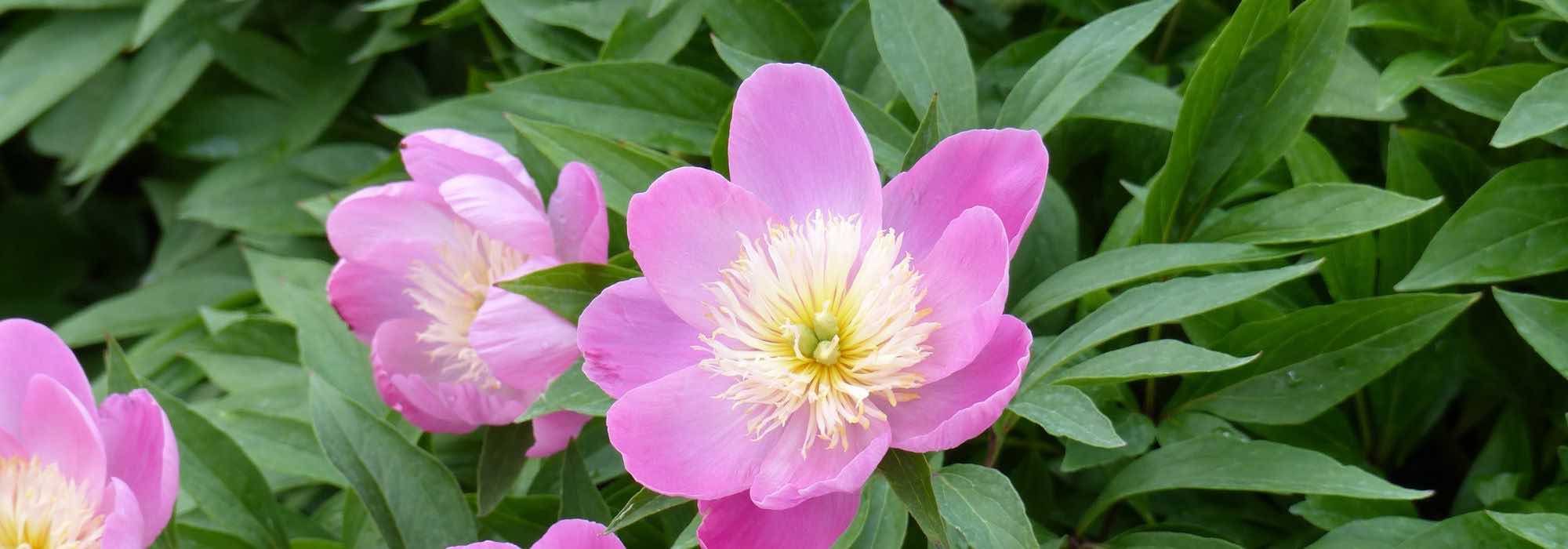Choosing the Right Peonies