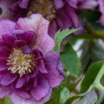 6 perennials with late winter flowering