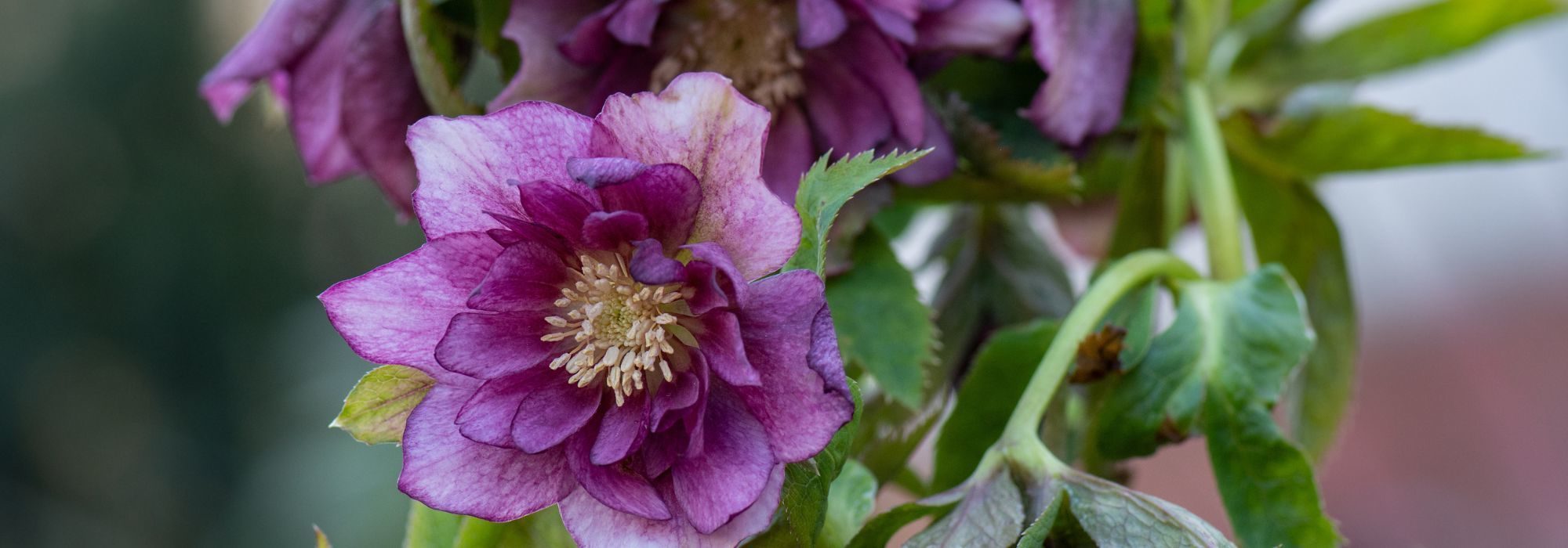 6 perennials with late winter flowering