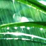 Gardening in the Rain