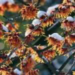 3 ideas for beautiful winter flower beds