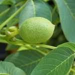 What are the diseases and pests of the walnut tree?