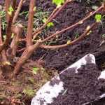 What to plant in spring?