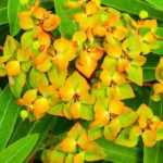 Beautiful plants all year round!