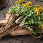 How to make dandelion manure?