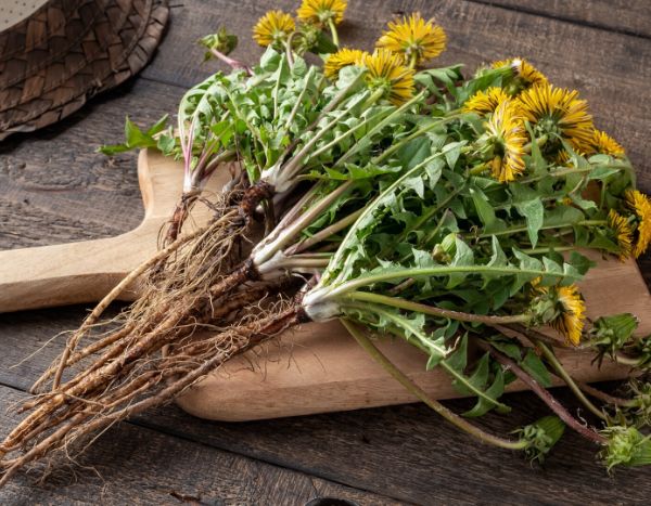 How to make dandelion manure?