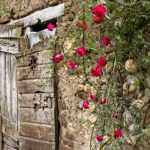 How to rejuvenate an old climbing rose?