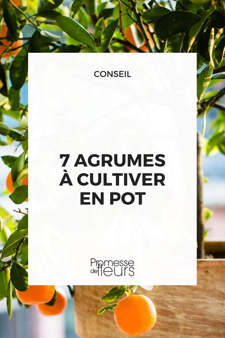 [plant category="citrus trees" location="pot or container"]Selection of citrus trees to plant in a pot or container[/plant]