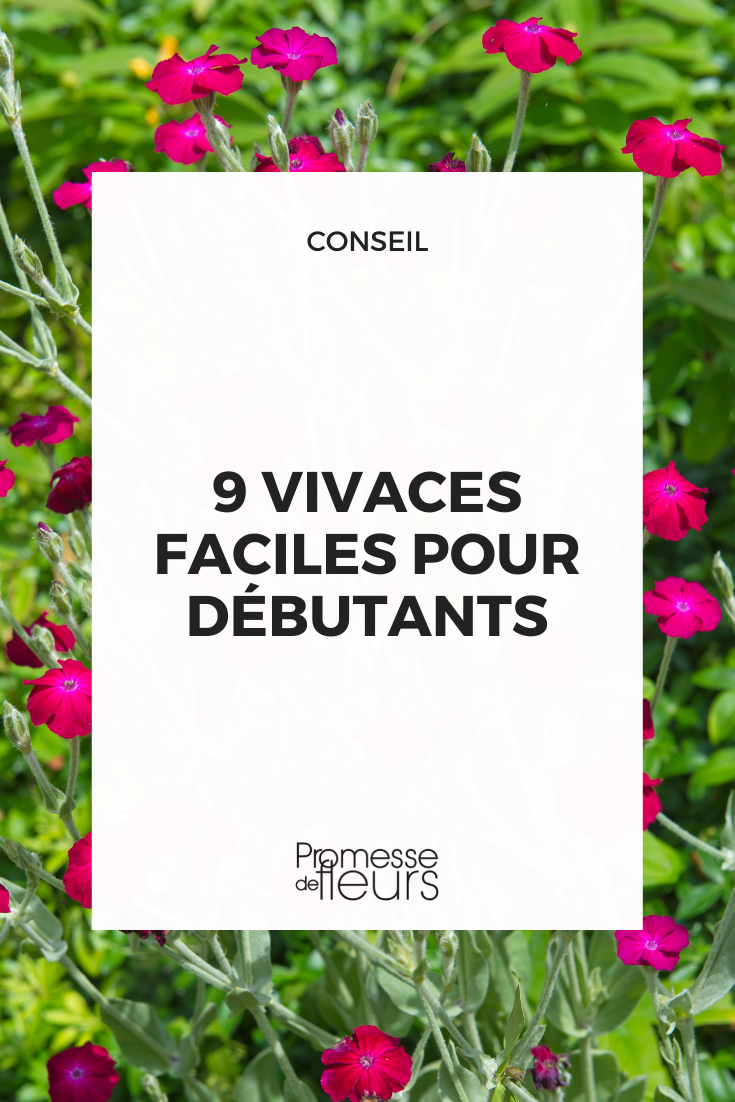 Perennial Plants Easy to Grow: Lychnis coronaria