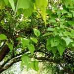 6 fast-growing trees to quickly transform your garden