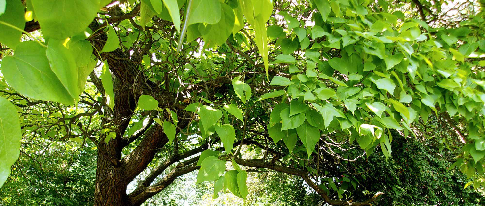 6 fast-growing trees to quickly transform your garden