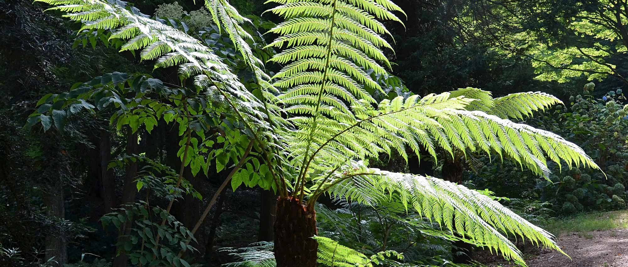 Watering a tree fern properly