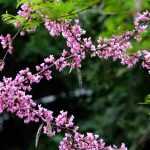Pairing the Judas tree