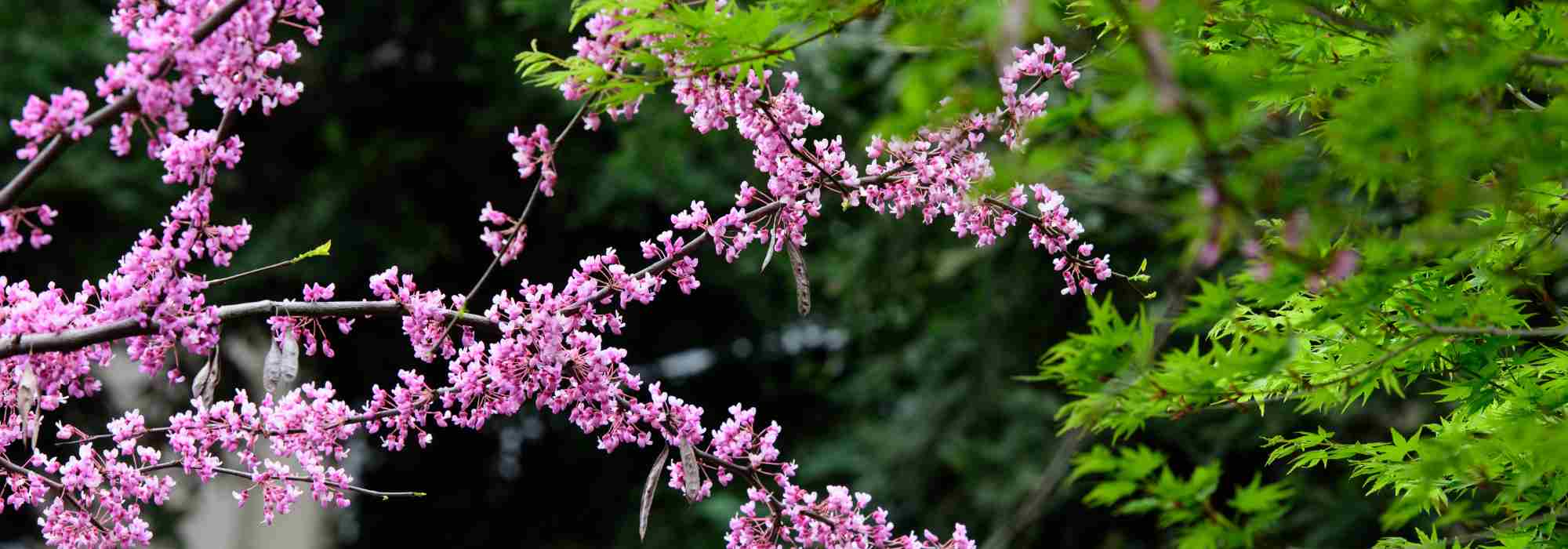 Pairing the Judas tree