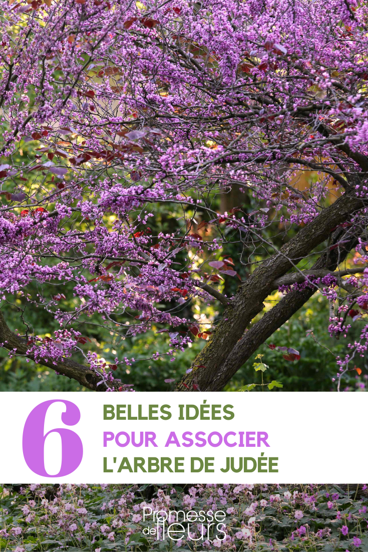 association in the garden cercis judas tree