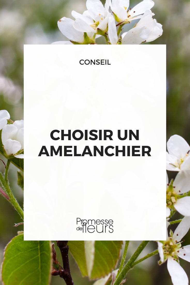 Which Amelanchier to choose?