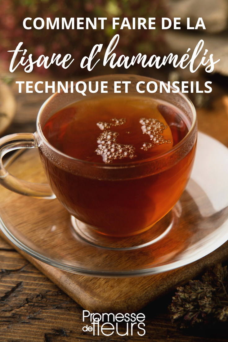 [plant id="hamamelis"]Infusion of witch hazel.