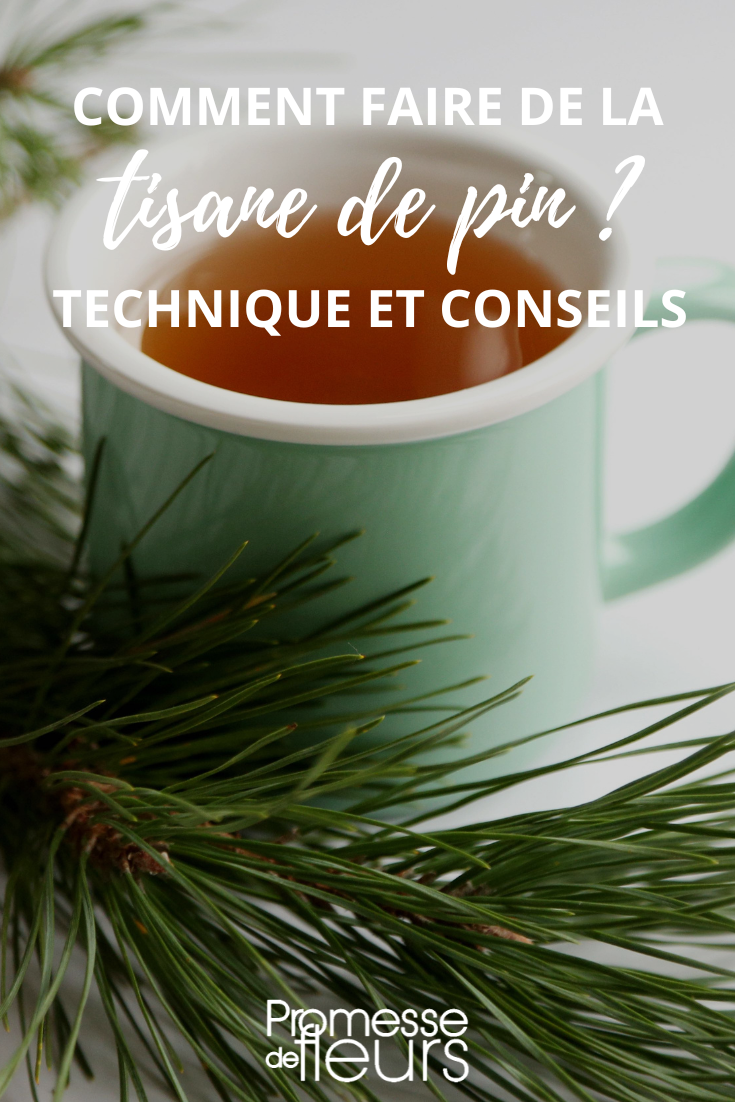 Pine infusion, Pinus