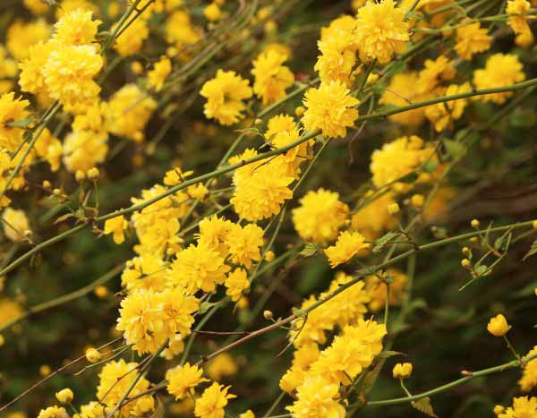 How to prune Japanese roses?