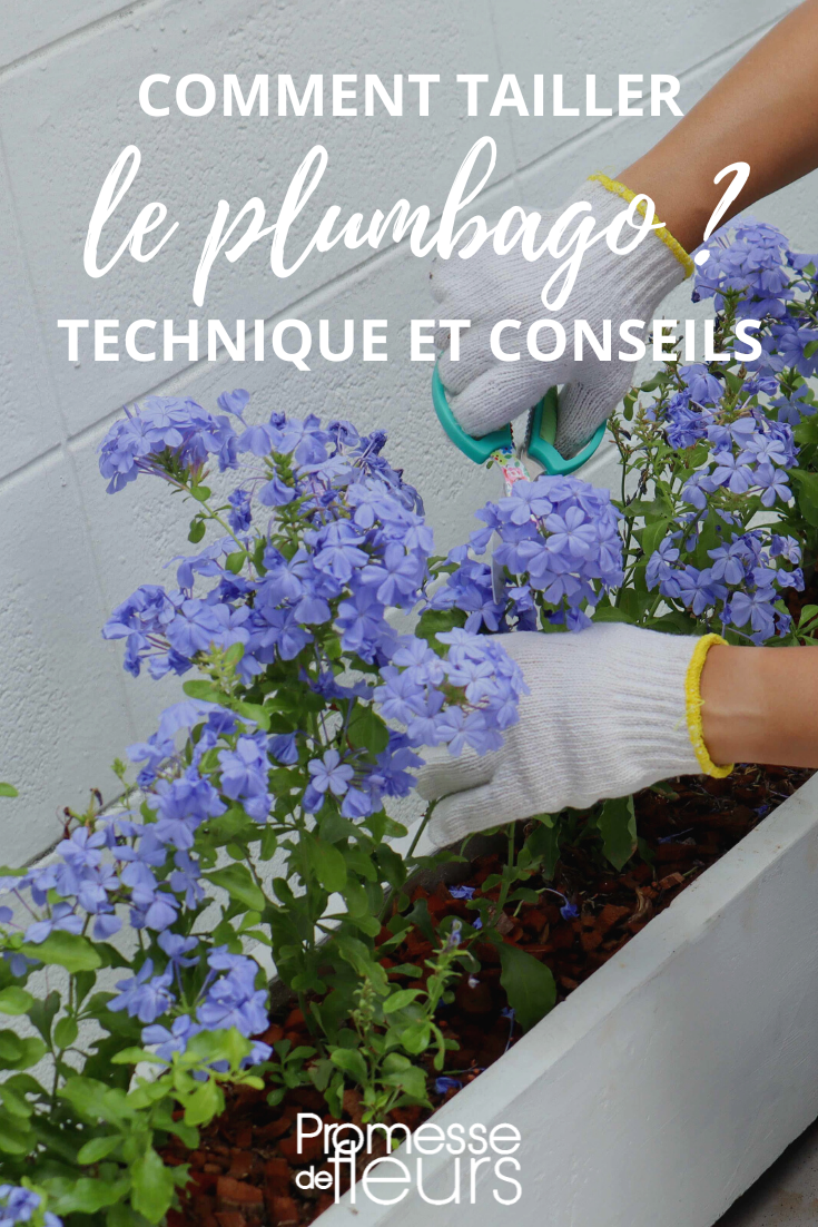 Pruning Plumbago
