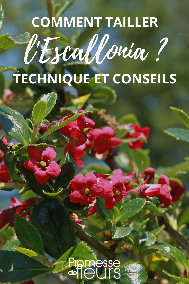 Pruning and Maintaining Escallonia