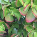 Crassula - Jade tree: planting and care