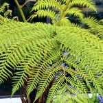 Growing a tree fern in a pot